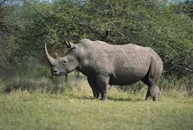 Rhino paul cook
