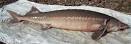 AMUR FISH - DIVERSE AND TASTY