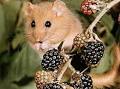 Latin II: Dormice...mmm, mmm, GOOD!