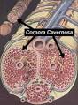 Crecimiento Personal -Aumenta el tama&Atilde;&plusmn;o de tu <b>pene</b>, fortalece tus <b>...</b>