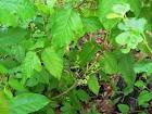 A close up of poison ivy with - via Daymix