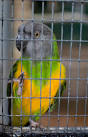 A Senegal Parrot (Poicephalus senegalus) in the Victorian Conservatory in - via Daymix