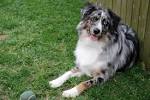 File:Miniature Australian Shepherd blue merle.jpg - Wikipedia, the ...