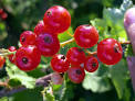 Red Currant - Fruit, Bush, Health Benefits, Varieties and Recipes