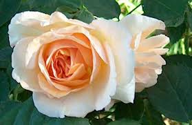 images?q=tbn:ANd9GcRZXjWEO0jO7NZVjF8uMk-