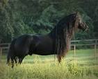 Fresian Horses For Sale - InfoBarrel