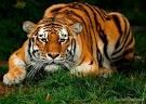  Animal Photography: 30 Beautiful Pictures of Animals 