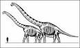 BBC News | Sci/Tech | Biggest dinosaur identified