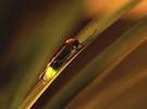 Lightning Bug