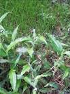 <b>commelina</b>.erecta.habit.jpg