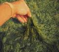 problem submersed aquatic weeds