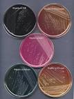 Shigella and Shigellosis