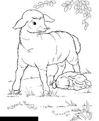 Image result for sheep coloring page