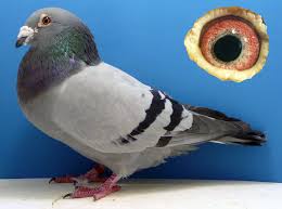 Tumley Lofts Stud. Sprint racing pigeon stock birds Leen Boers - joseph2