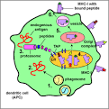 BIOL 230 Lecture Guide - Binding of Peptide Epitopes from ...