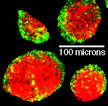 molecules in <b>morphogenesis</b>
