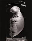Animal Embryos in Formalin Preservation « MORFES