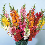 <b>Antirrhinum</b> tall