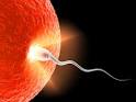 conception | BabyMed.