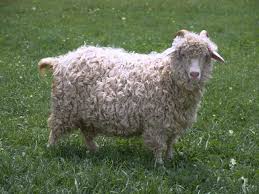 images?q=tbn:ANd9GcR_V72XpRU9mCYLq3-ZUsvhUKJSo4vE9u40hQPGBXq98PCCxw8vFA