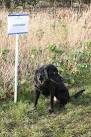 on Boothby Graffoe Low Fields, some new varieties named after dog breeds - via Daymix