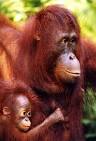 Primate Factsheets Image: Bornean orangutan (Pongo pygmaeus)