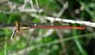 Large Red Damselfly by the all red abdomen and completely bronze thorax. - via Daymix