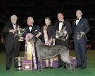 2011 WKC DOG SHOW - 2011 Winner of Best in Show Trophy -