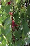 File:<b>Schisandra</b> chinensis 1.