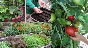 Image result for vegetables garden