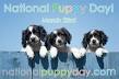 NATIONAL PUPPY DAY on Pinterest