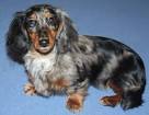 Merl-Dapple Miniature Long Haired Dachshunds