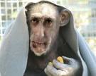 Salman Bandar eats carrots