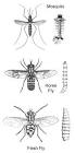 Diptera