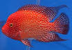 Cichlid - Wikipedia, the free encyclopedia