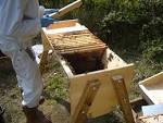 Beekeeping and Homebrewing  Natural or National