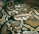 Burmese Python