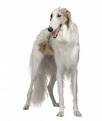 Borzoi Puppies For Sale - Borzoi Dogs For Sale