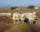 of all the sheep breeds, - via Daymix