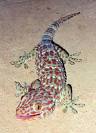 Tokay Gecko Pictures