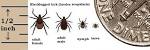 Ticks: Critter Getter Pest Control and Wildlife Management