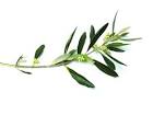 Living to Welcome His Least: Extend the olive branch...