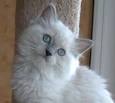 RAGDOLL CAT BREEDERS | RAGDOLL CAT BREED | RAGDOLL CAT ...