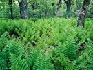 Shenandoah National Park Photos - National Geographic