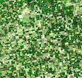 Intensive farming - Wikipedia, the free encyclopedia