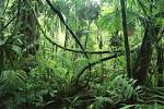 Amazing Phenomenon Of Singing Plants - Travel by Airline or Boat ...