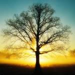 i Pad Wallpaper Tree 2 | i Phone Themes