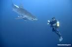 Welcome to African Dive Adventures Protea Banks