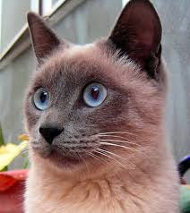 http://t3.gstatic.com/images?q=tbn:ANd9GcRbq9wZzAwHbhDW5PBPVdLmGnMcBYj7rhvhU__B8QC5_fZe4F4t2A