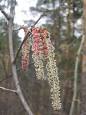 Aspen - Wikipedia, the free encyclopedia